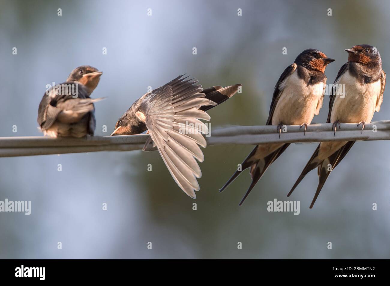 Barges de grange (Hirundo rustica) perchées sur un fil. Les hirondelles sont des visiteurs saisonniers de l'hémisphère nord, migrant sur de longues distances au sud dans le wi Banque D'Images