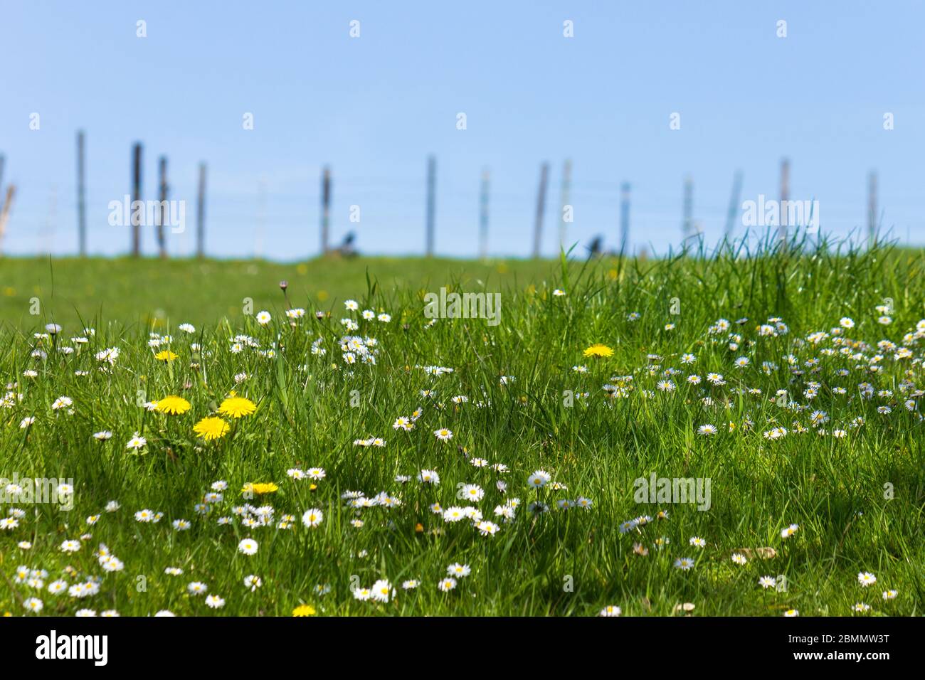 Belle prairie au printemps avec des pâquerettes et des fleurs de pissenlit (Borgloon, Limburg, Belgique) Banque D'Images
