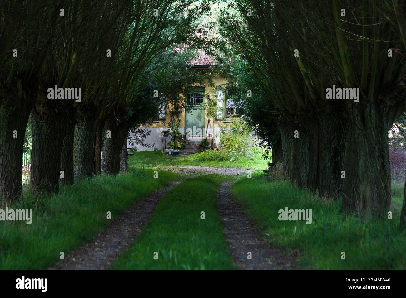 Sentier charmant avec saules de Pollard menant à une maison traditionnelle de campagne en Flandre, Belgique Banque D'Images