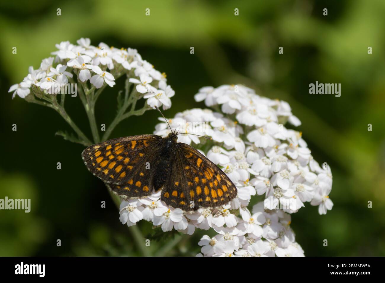 Beau papillon fritillaire Heath (Melitaea athalia) dans la nature sauvage reposant sur la fleur de persil de vache. Banque D'Images