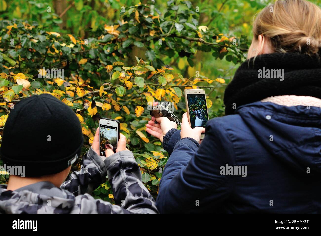 Prendre des photos de l'oiseau capturé pendant la sonnerie d'oiseau Banque D'Images