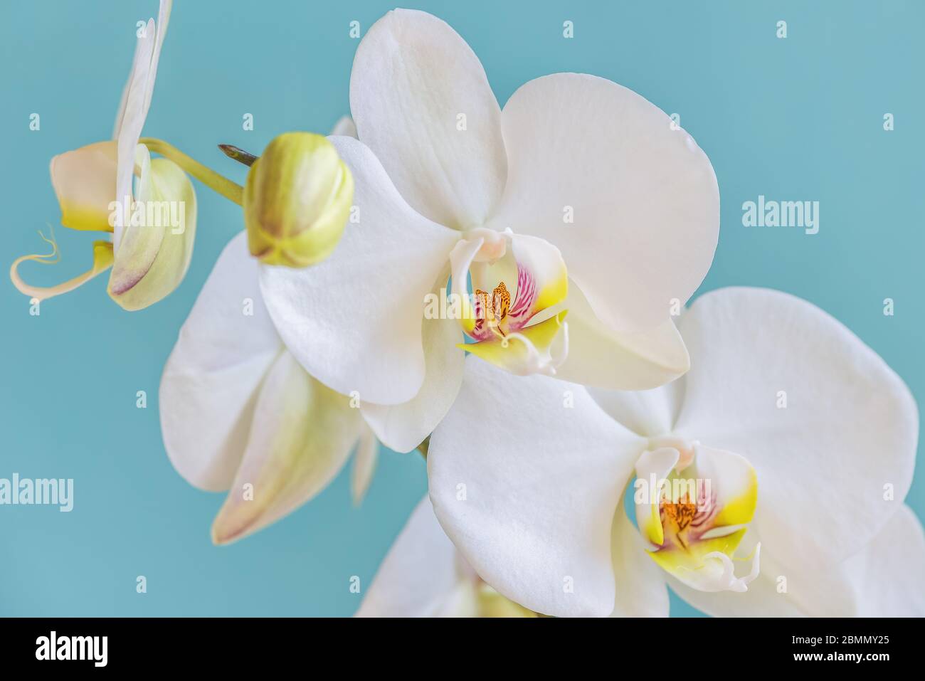 Magnifique orchidée blanche sur fond turquoise. Des orchidées en fleurs  incroyablement belles Photo Stock - Alamy