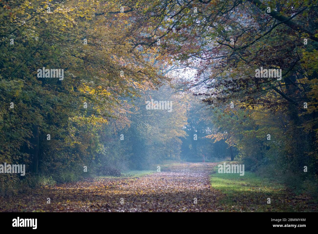 Route forestière d'automne Banque D'Images