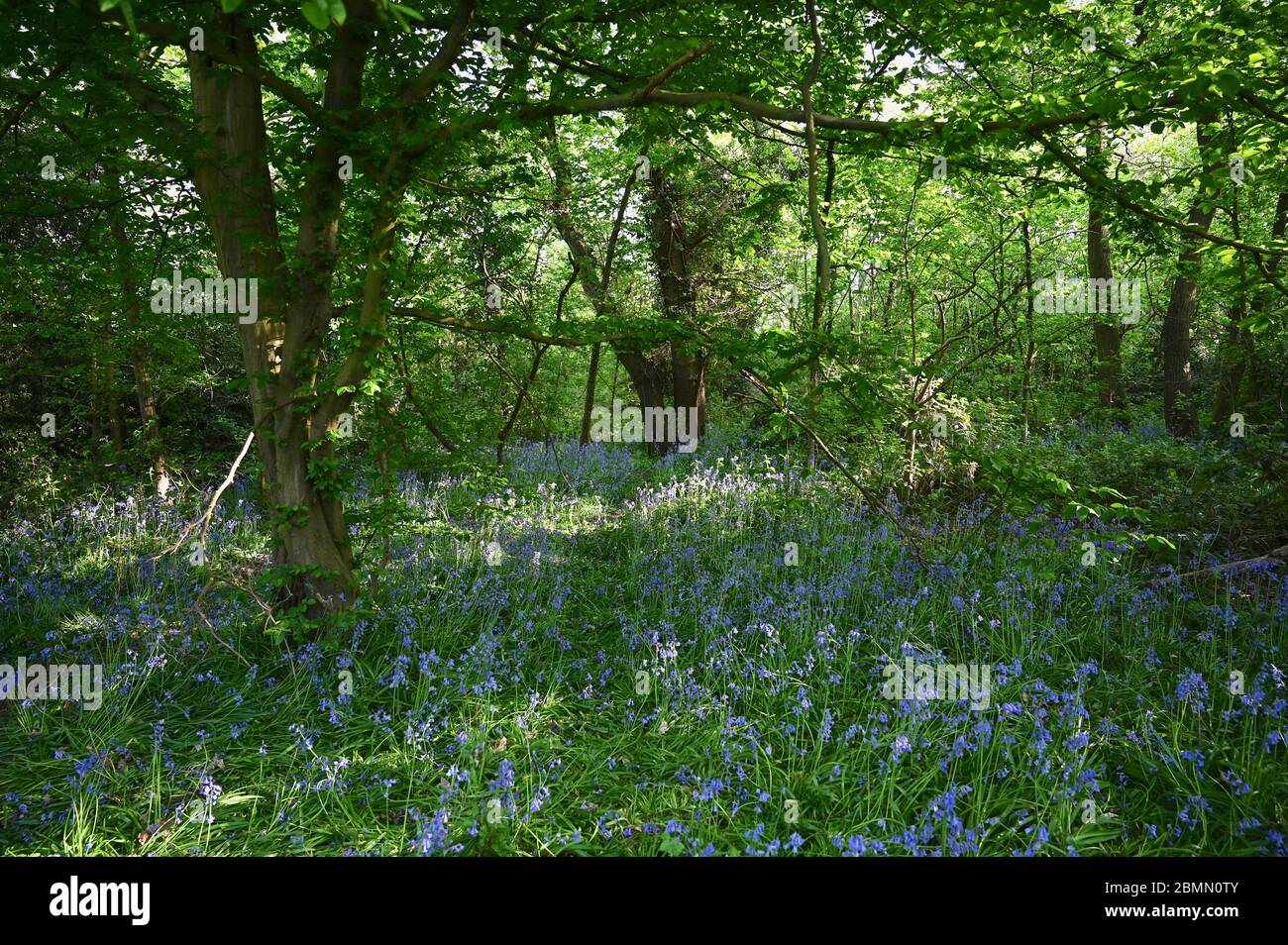 Bluebell Woods. Footts Cray Meadows, Sidcup, Kent, Royaume-Uni Banque D'Images