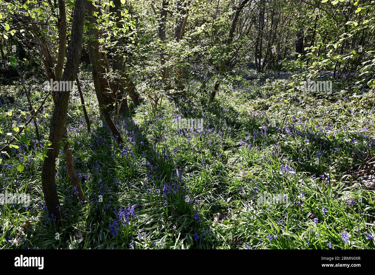 Bluebell Woods. Footts Cray Meadows, Sidcup, Kent, Royaume-Uni Banque D'Images