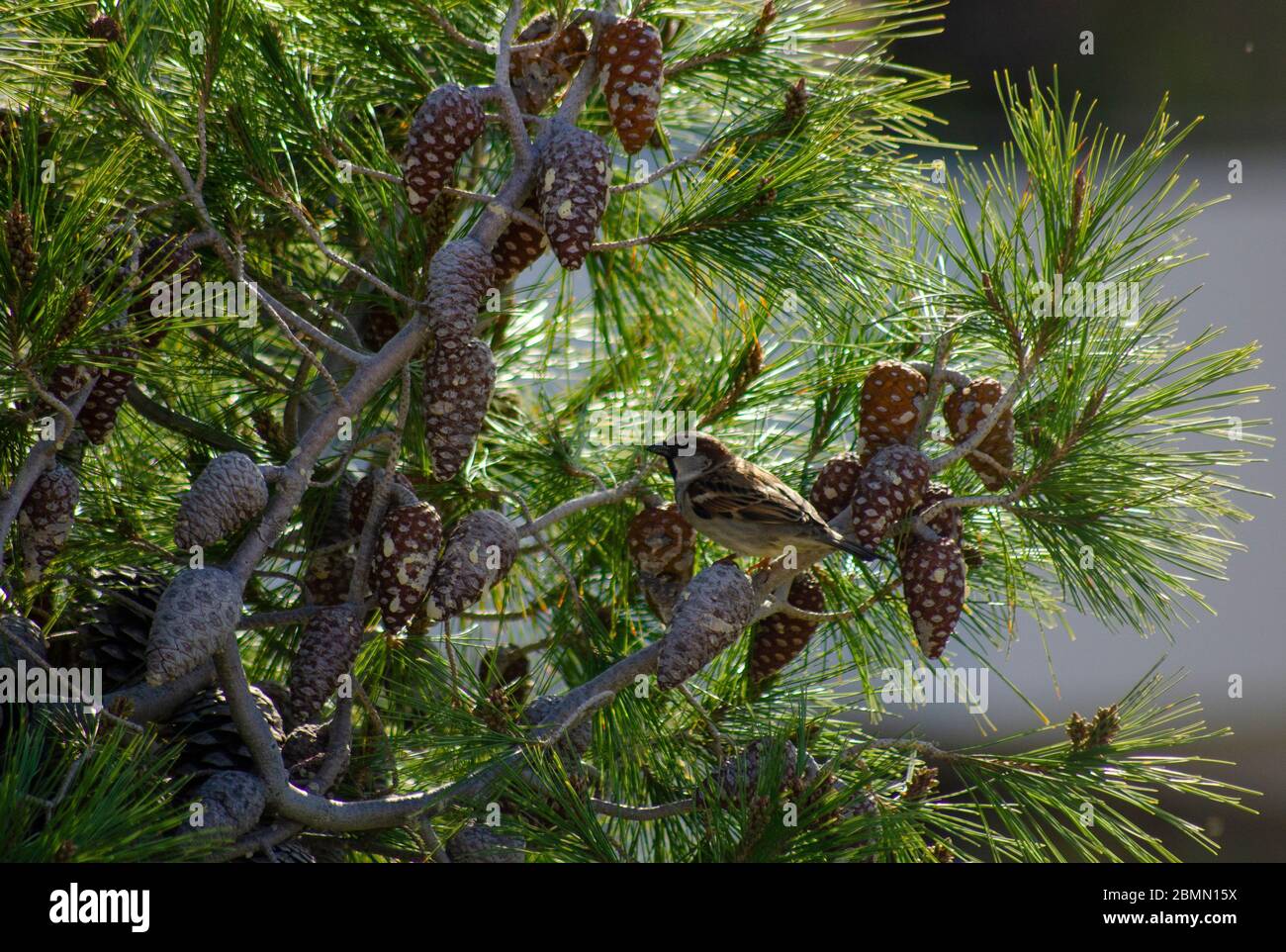 Eeurasien maison Sparrow ( Passer domesticus ) sur un pin Attica Grèce Banque D'Images