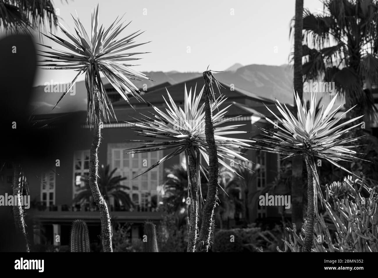 Image en noir et blanc de plantes yucca piquantes, rétroéclairé par le soleil du matin dans le jardin de l'hôtel H10 Costa Adeje Palace, scène des îles d'abord d Banque D'Images