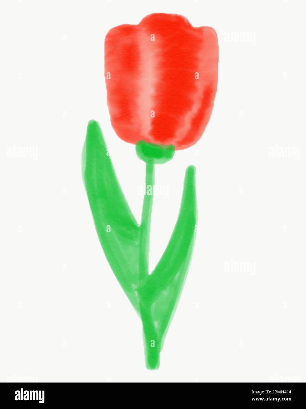 Tulipe rouge sur une tige avec des pétaks sur un fond blanc isolat. Dessin aquarelle d'une fleur de tulipe, forme de fleur classique avec scarlet p Banque D'Images