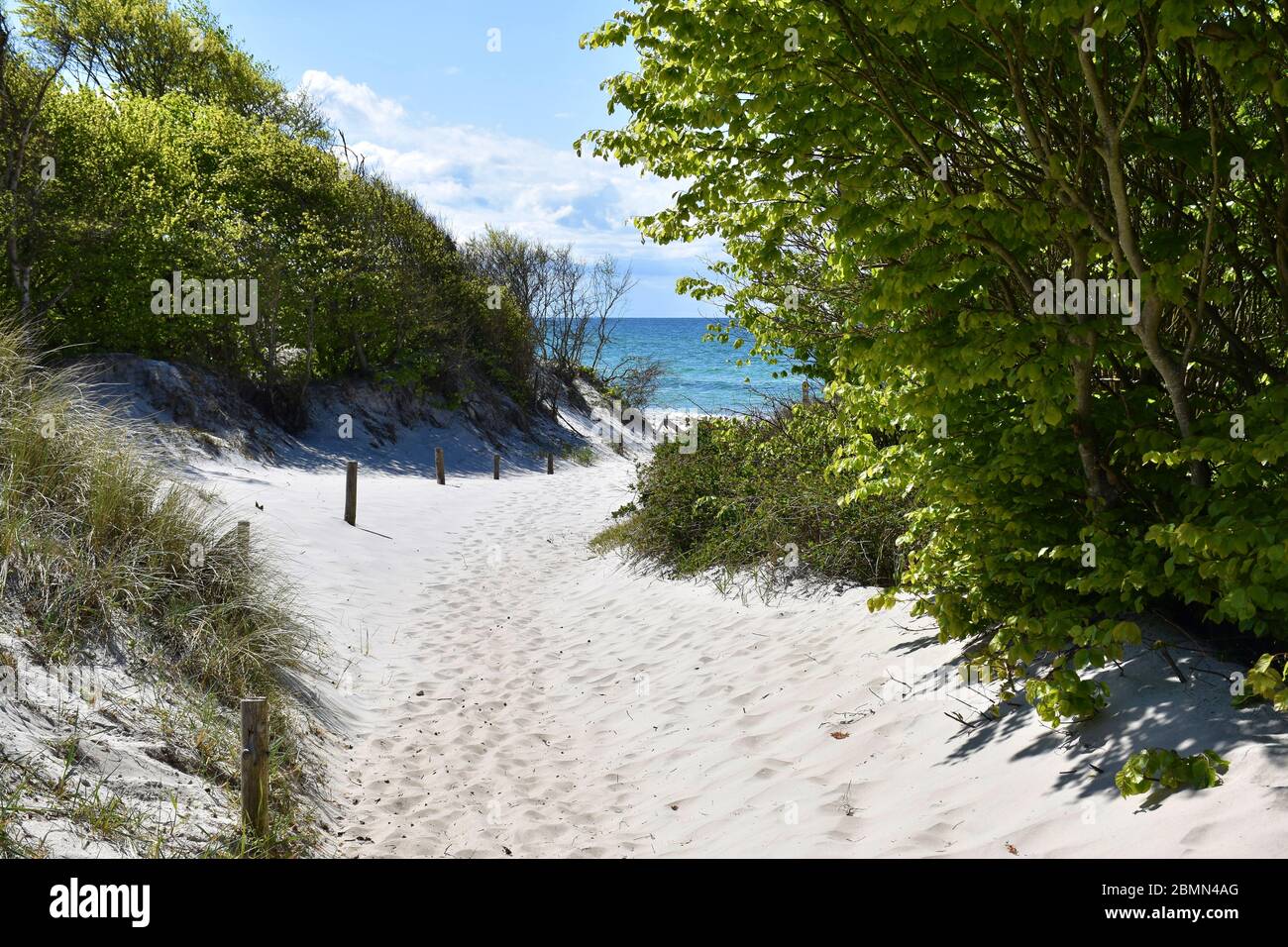 Chemin idyllique vers la plage au parc national de Darss, Allemagne Banque D'Images