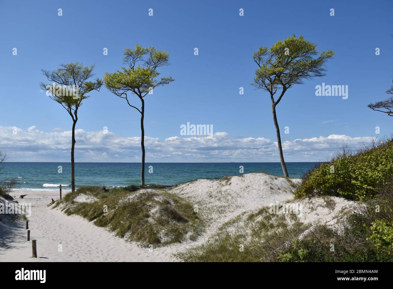 Pins à la plage du parc national de Darss, Allemagne Banque D'Images