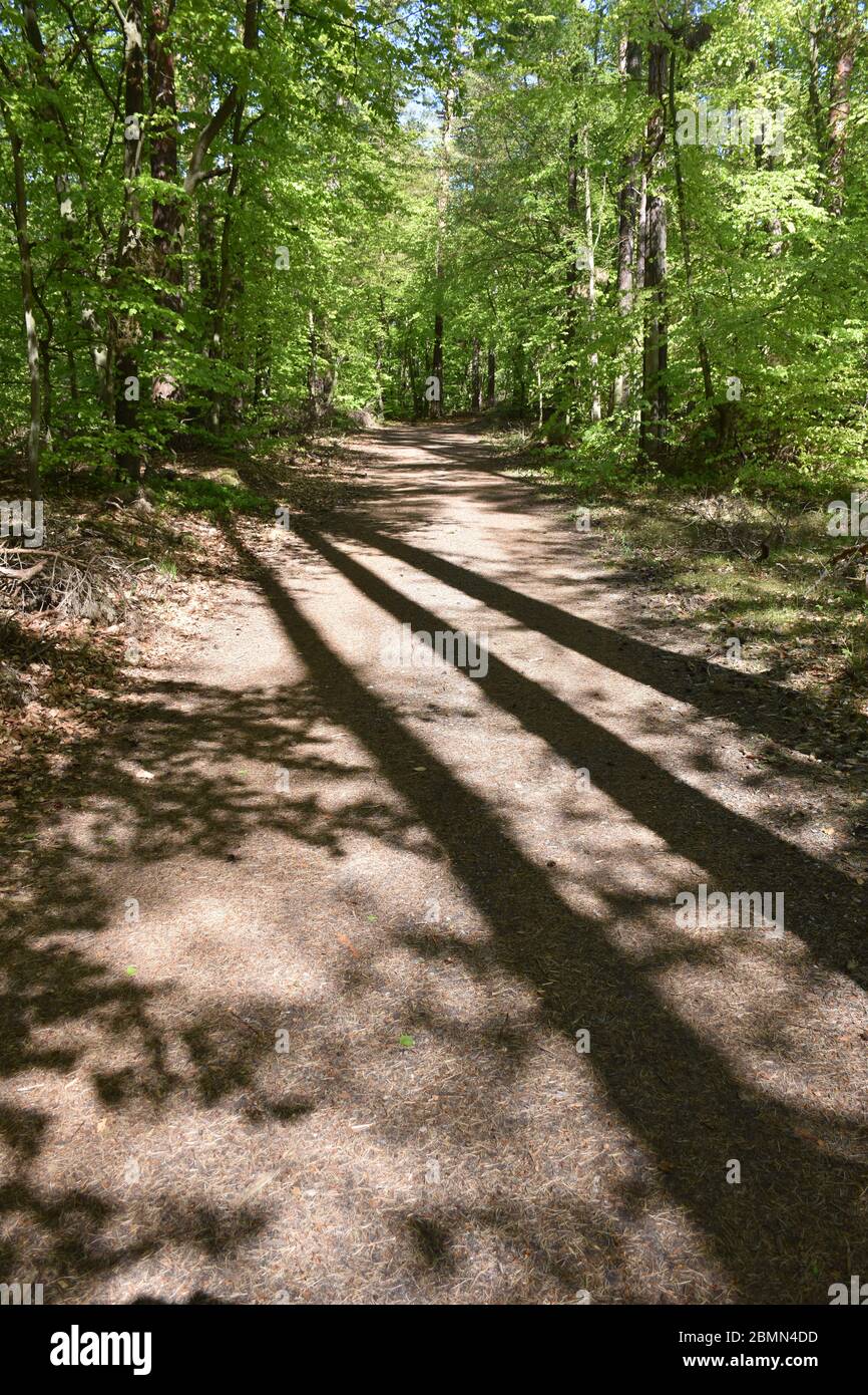 Ombres de trois arbres sur un chemin dans les bois au parc national de Darss, Allemagne Banque D'Images