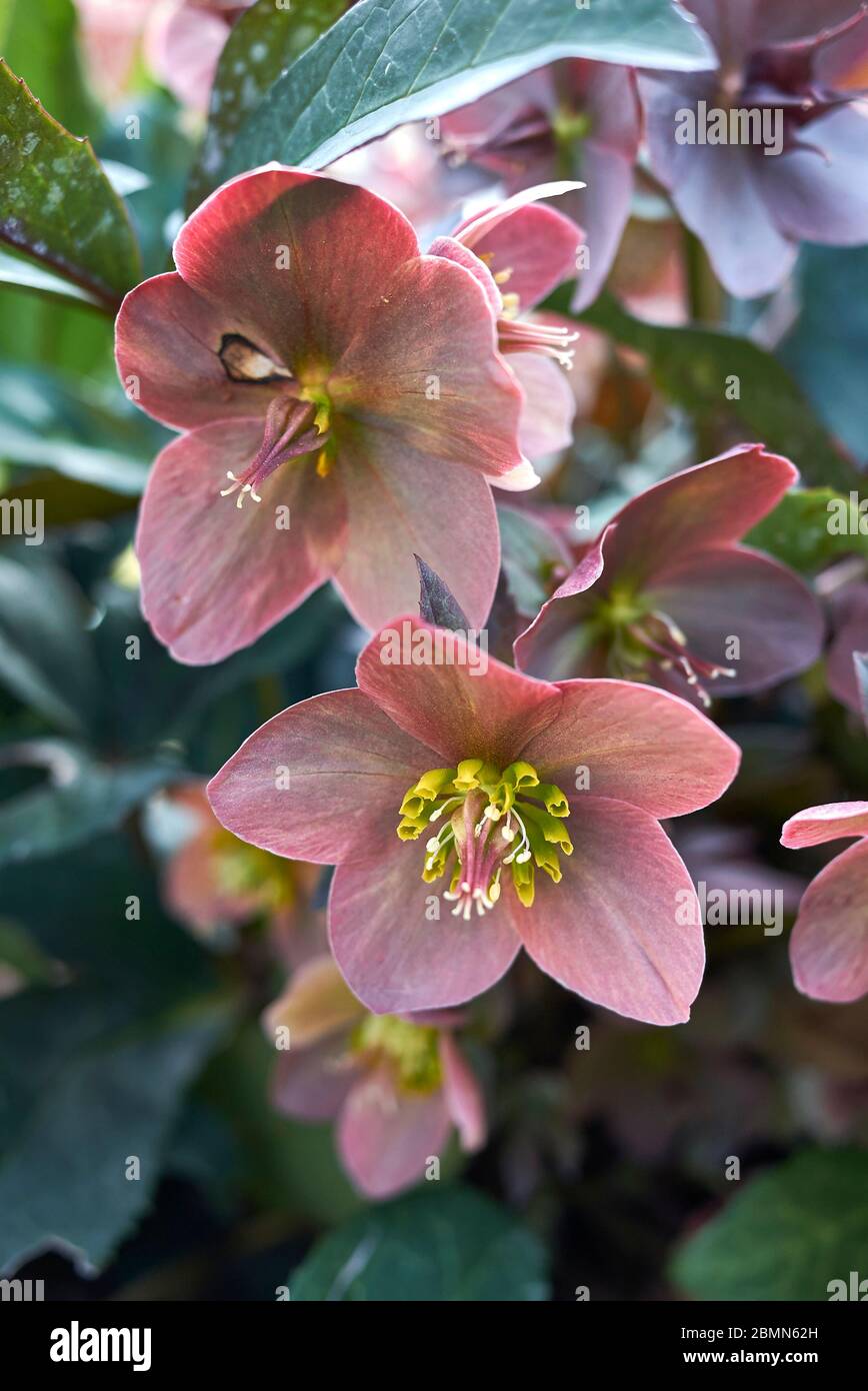 Fleur Helleborus orientalis gros plan Banque D'Images