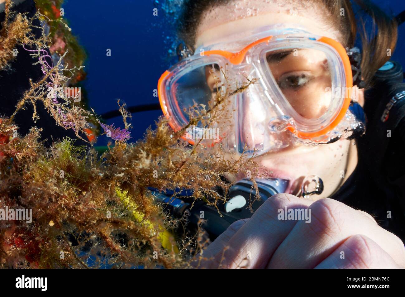 Vue sous-marine d'une femelle plongée sous-marine regardant une branche nudiale de Flabellina affinis dans le parc naturel de ses Salines (Formentera, Mer méditerranée, Espagne) Banque D'Images