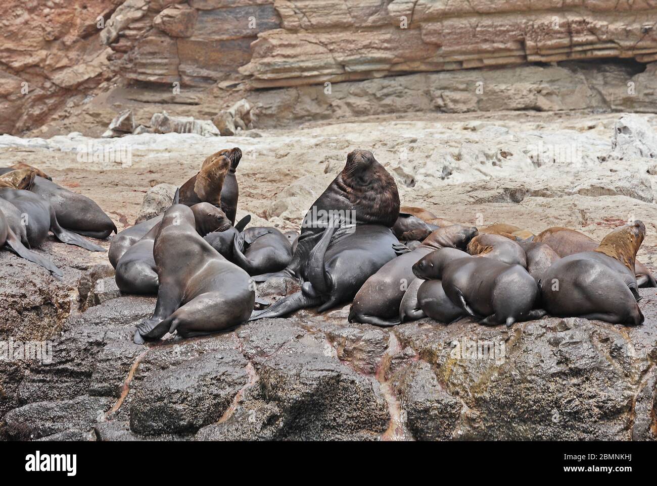 Groupe de lions de mer des États-Unis du Sud (Otaria byronia) reposant sur une corniche avec le taureau adulte Pucusana, Pérou Mars Banque D'Images