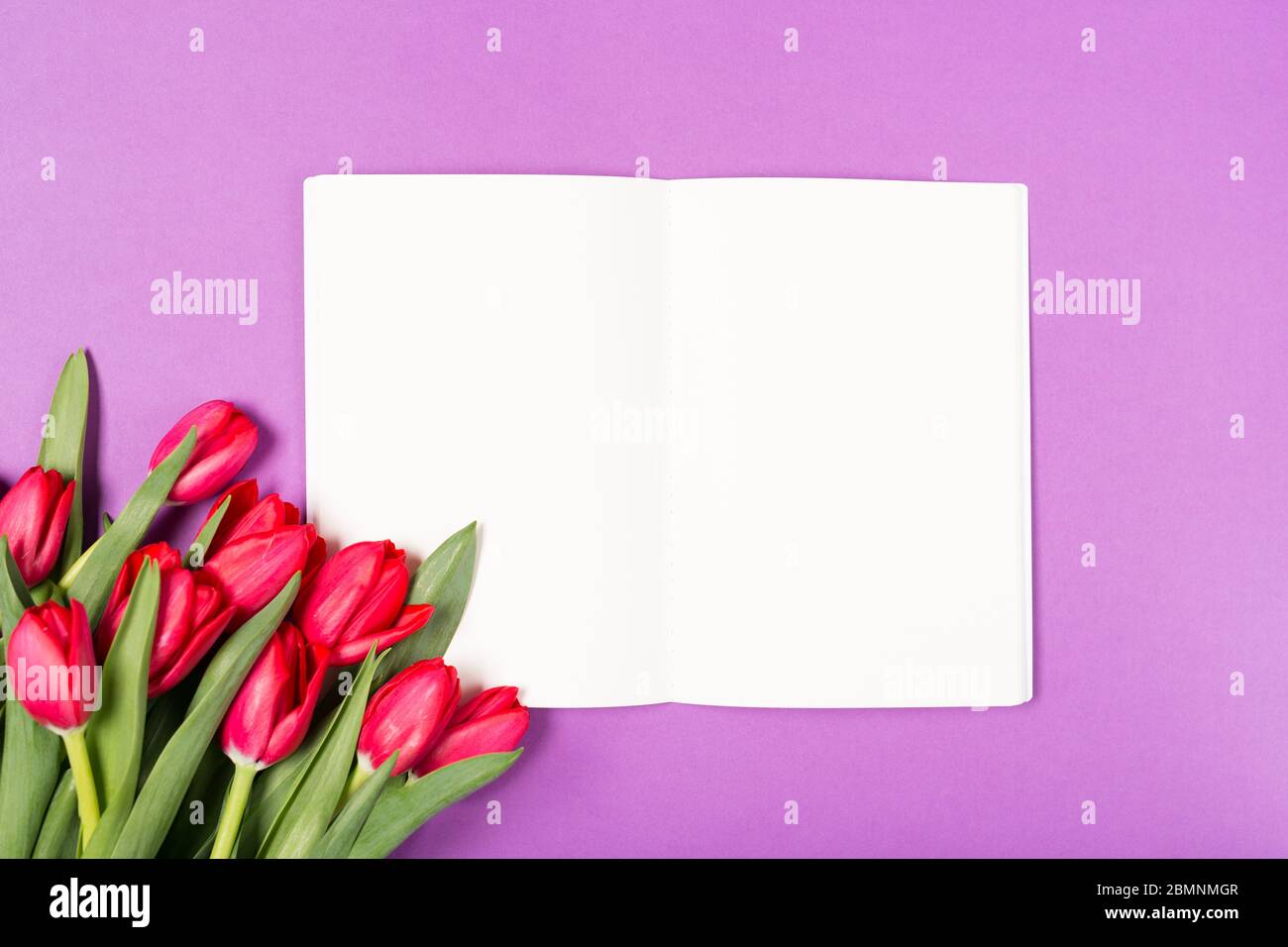 Magnifique tulipes rouges et carnet ouvert avec papier vierge sur fond violet. Bonne journée des mères. Espace pour le texte. Carte de vœux. Concept de vacances Banque D'Images