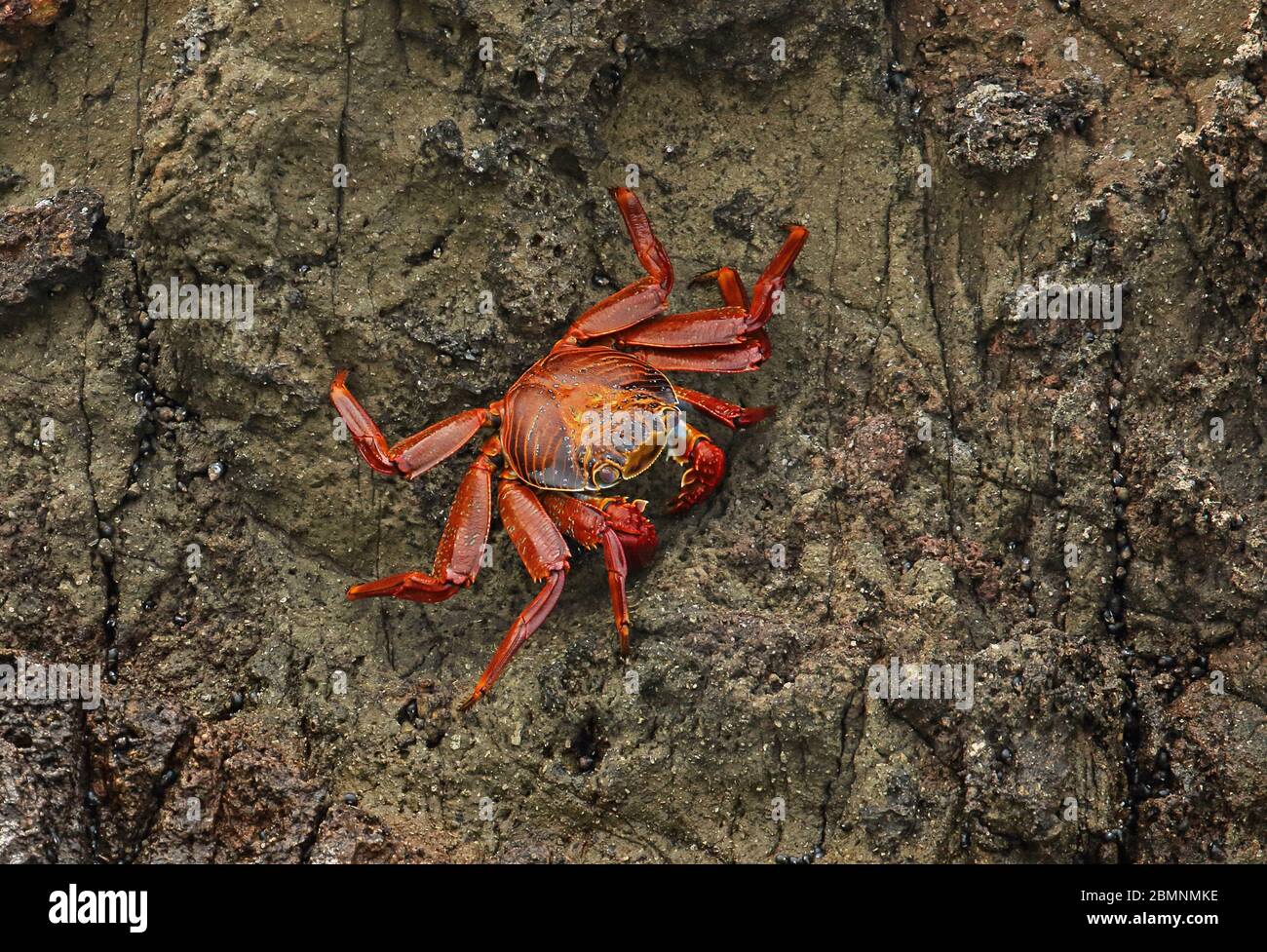 Crabe rouge (Grapsus) sur la falaise de Pucusana, Pérou Mars Banque D'Images