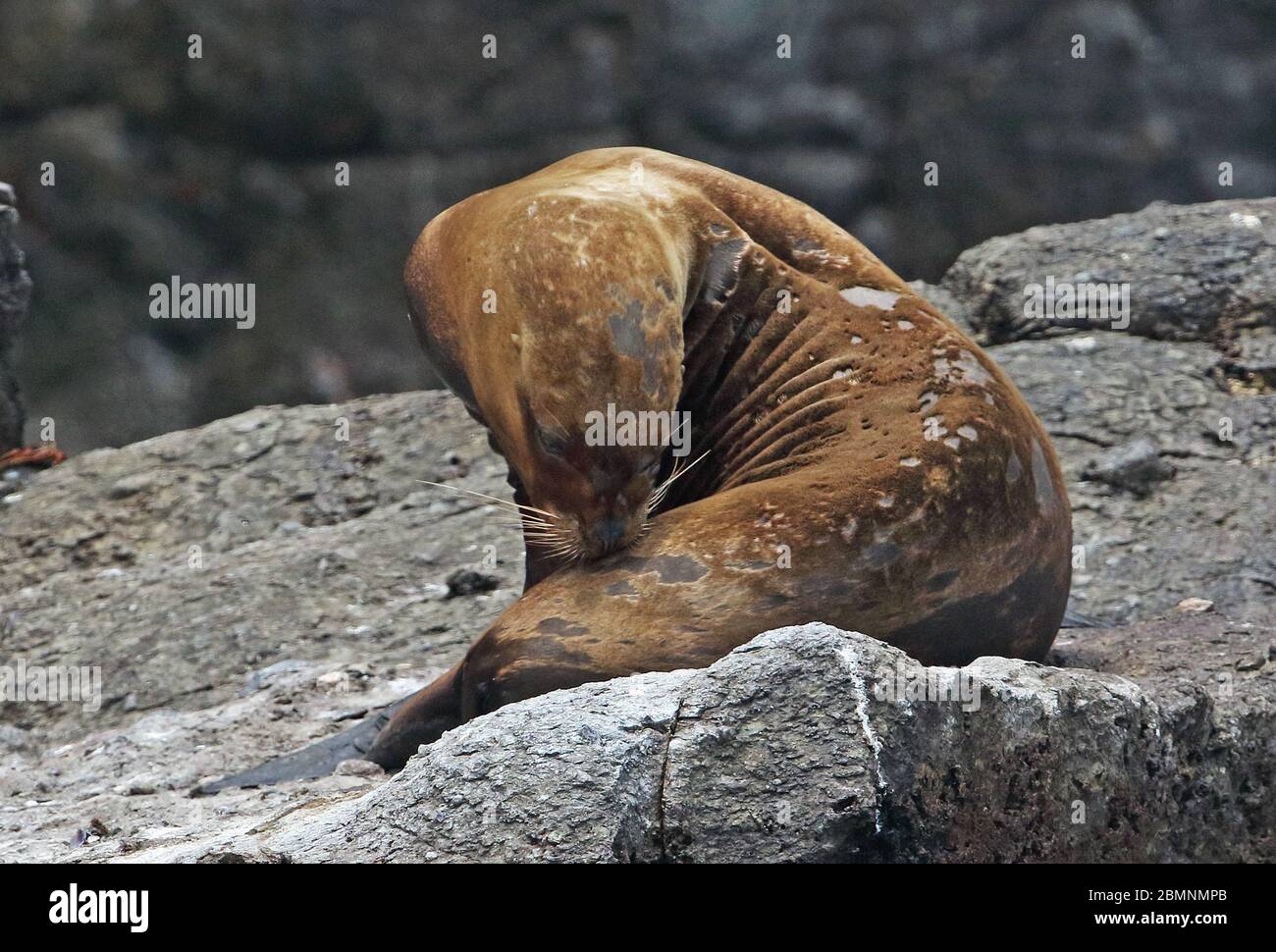 Lion de mer d'Amérique du Sud (Otaria byronia) adulte femelle muant Pucusana, Pérou Mars Banque D'Images