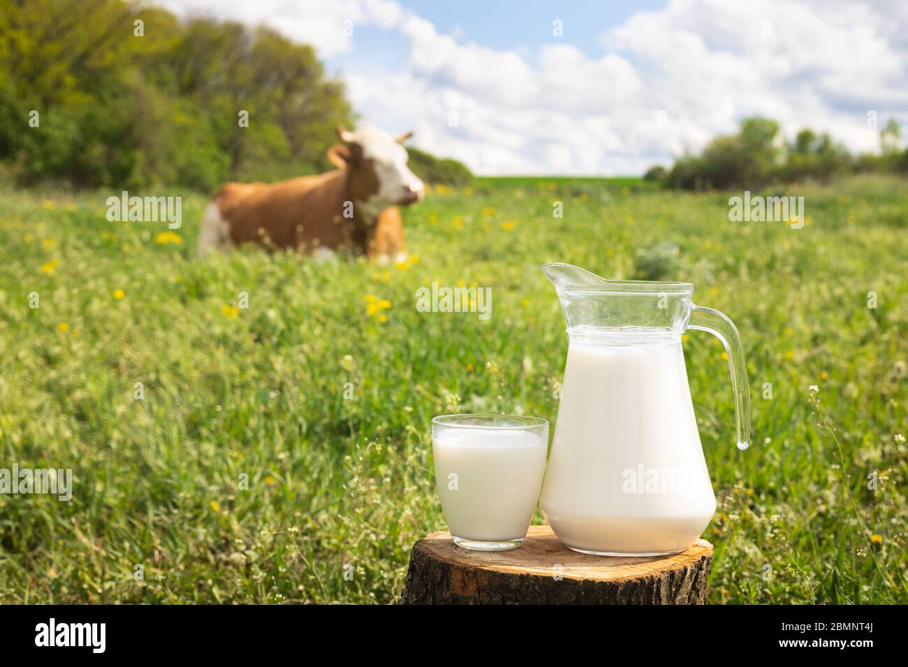 lait avec vache sur le fond Banque D'Images