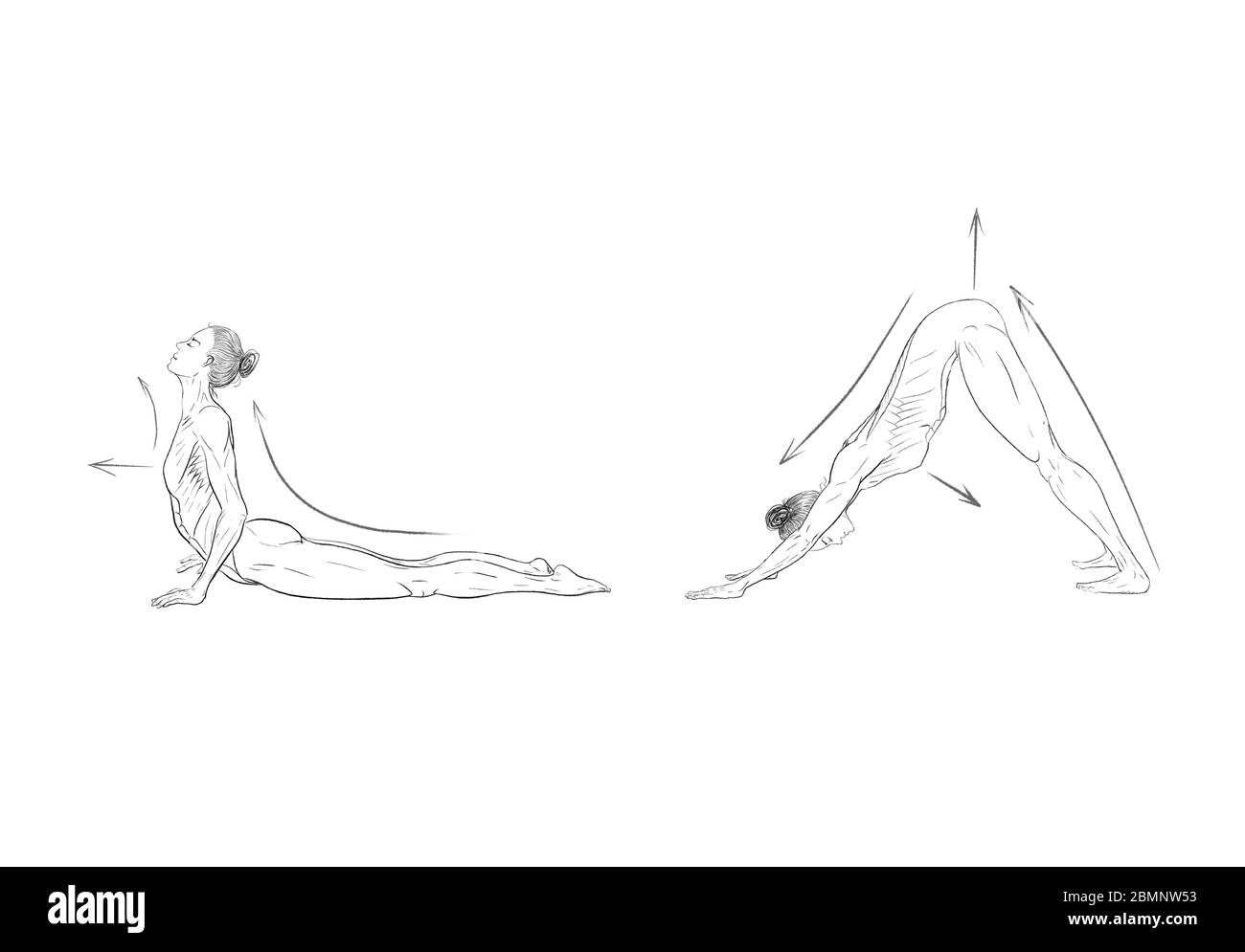 Illustration des poses de yoga (asanas) Banque D'Images