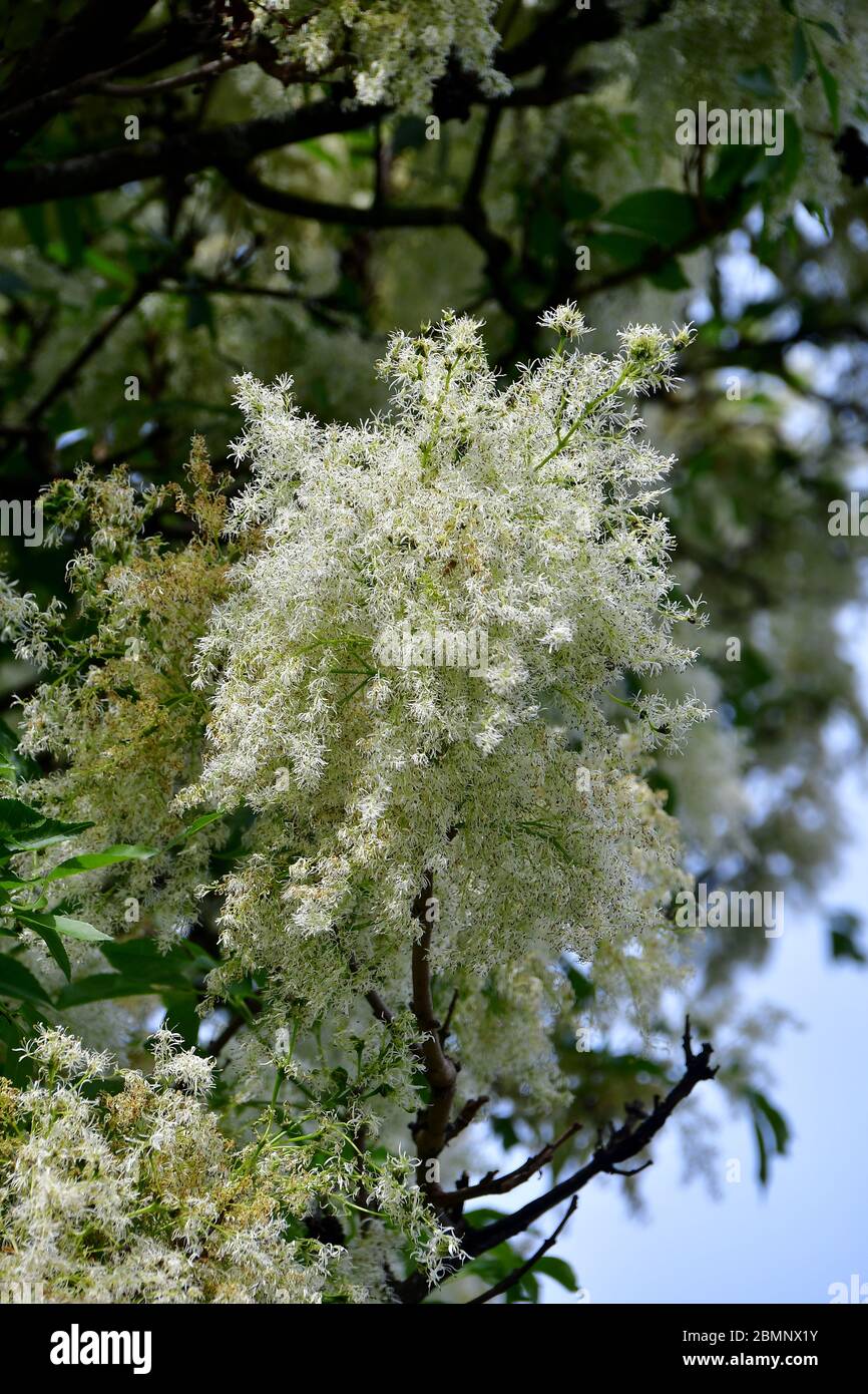 Frêne de manne, frêne à fleurs d’Europe du Sud, Manna-Esche, Blumen-Esche, Schmuck-Esche, Frêne à fleurs, Fraxinus ornus, virágos kőris Banque D'Images