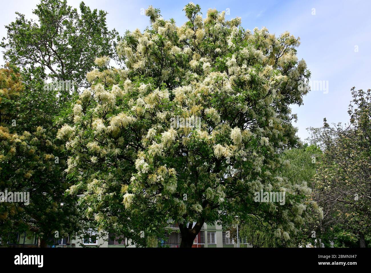 Frêne de manne, frêne à fleurs d’Europe du Sud, Manna-Esche, Blumen-Esche, Schmuck-Esche, Frêne à fleurs, Fraxinus ornus, virágos kőris Banque D'Images