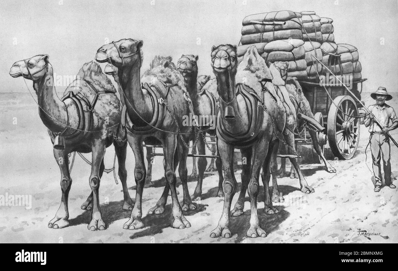 Illustration d'un train à chameaux dans l'Outback australien, à partir d'un ensemble d'affiches scolaires utilisées pour les études sociales, c 1930 Banque D'Images