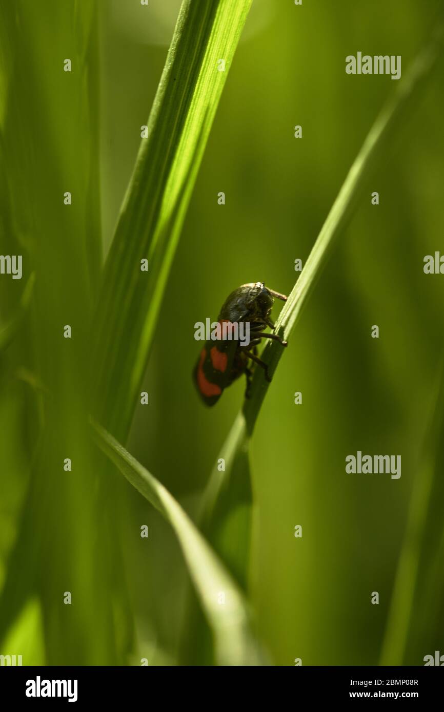 Cercovis vulnerata, également connu sous le nom de grenouille noire et rouge, assis sur une tige d'herbe verte Banque D'Images