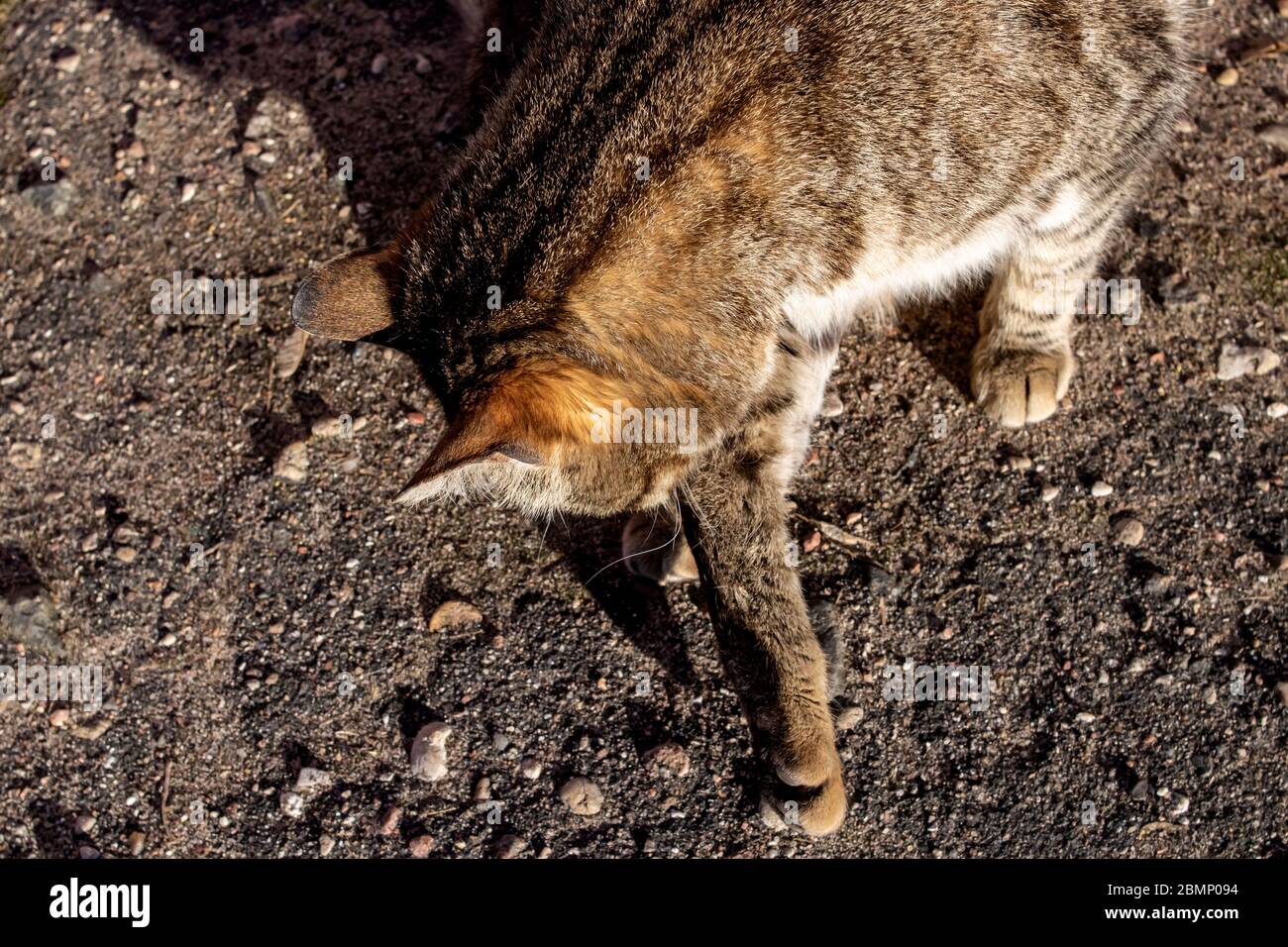 Le chat gris se lave sur la chaussée de près Banque D'Images