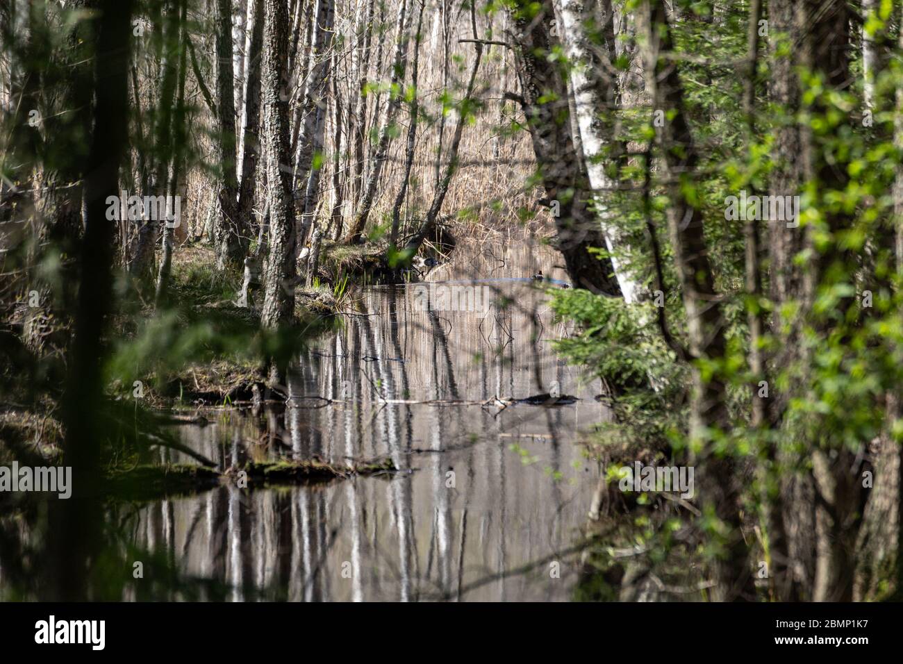 Zone humide forestière le long du terrain de loisirs d'Uutela sentier de randonnée dans le district de Vuosaari à Helsinki, en Finlande Banque D'Images