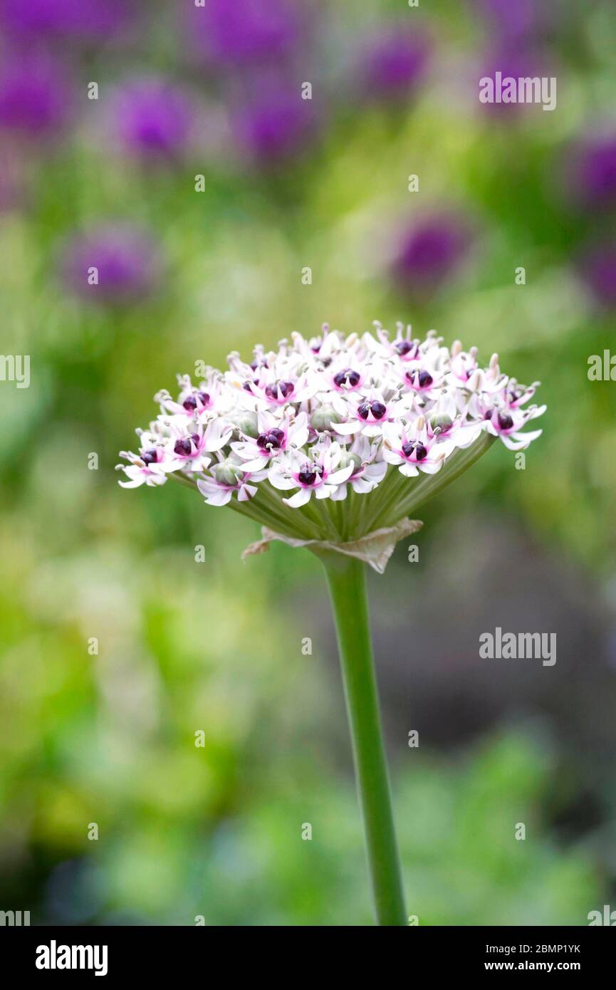 Allium 'Silver Spring' dans un jardin de chalet. Fleurs d'Allium. Banque D'Images