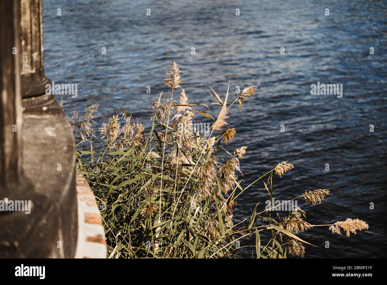 Plante fleuve Banque de photographies et d’images à haute résolution