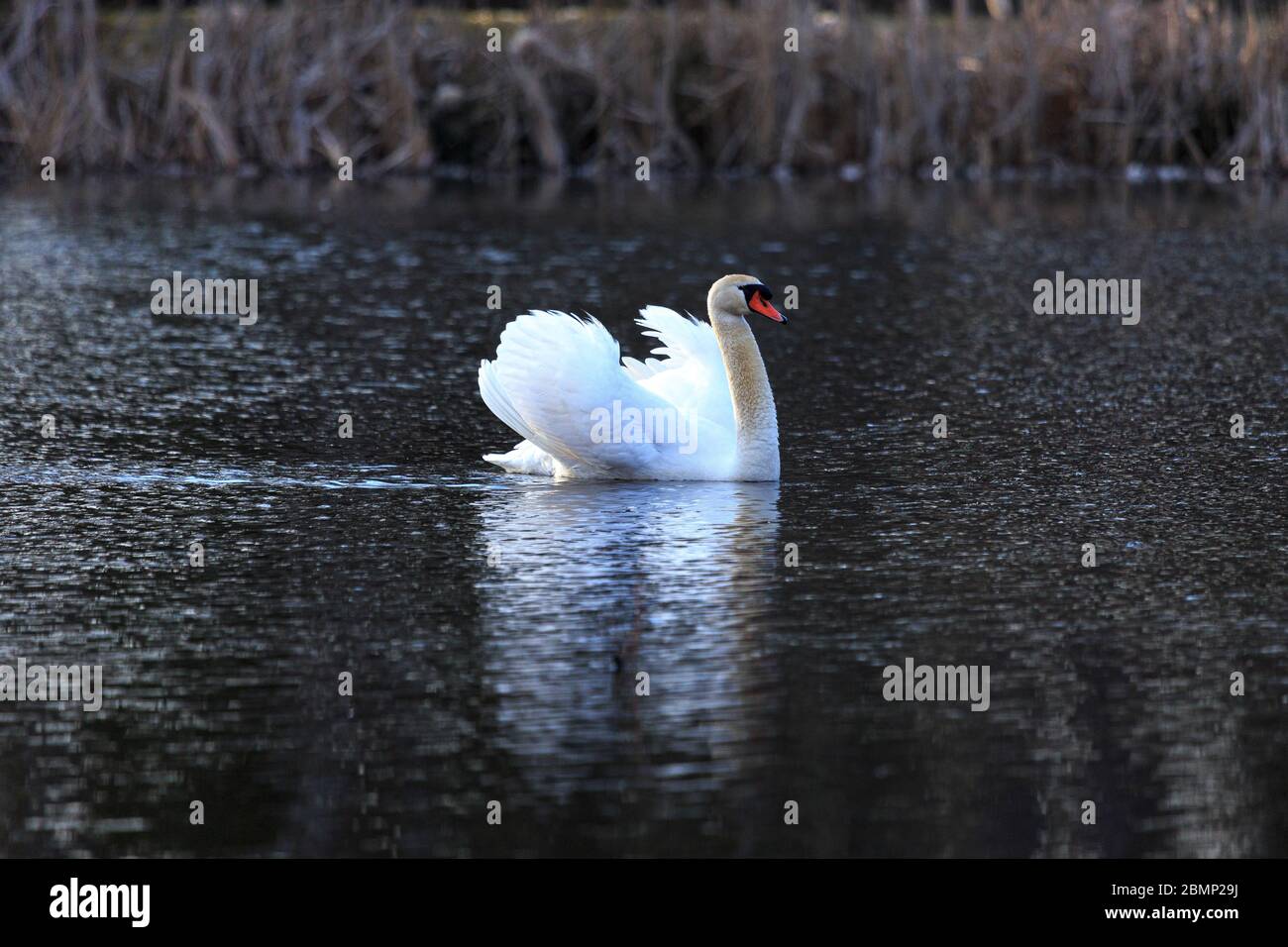 Cygne unique au lever du soleil, eau dorée aux lacs du ciel Plothen Allemagne Banque D'Images