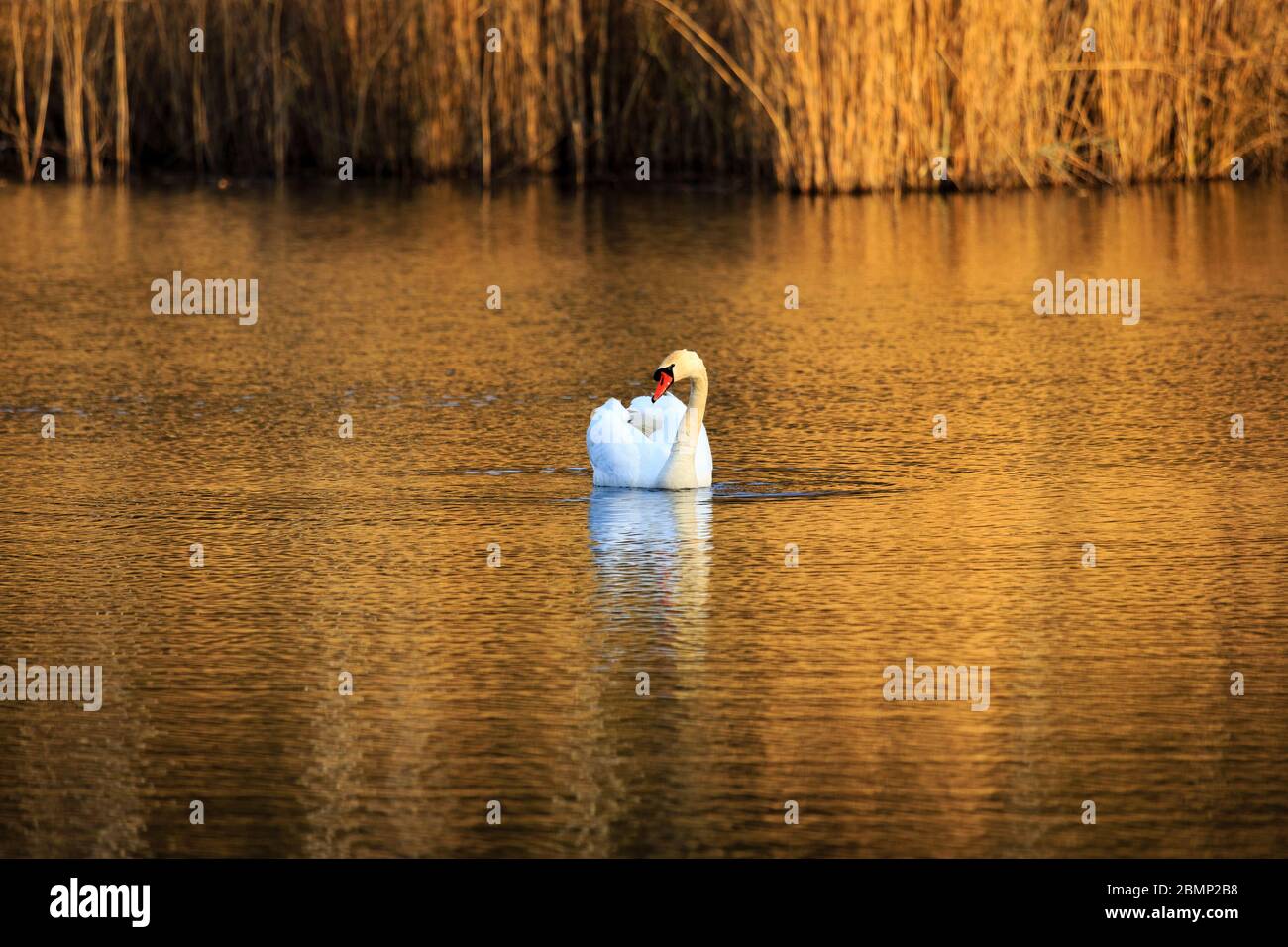 Cygne unique au lever du soleil, eau dorée aux lacs du ciel Plothen Allemagne Banque D'Images