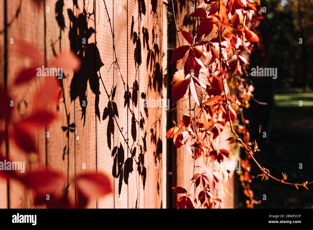 photo de feuilles marron et rouge sur le mur d'un jardin Banque D'Images
