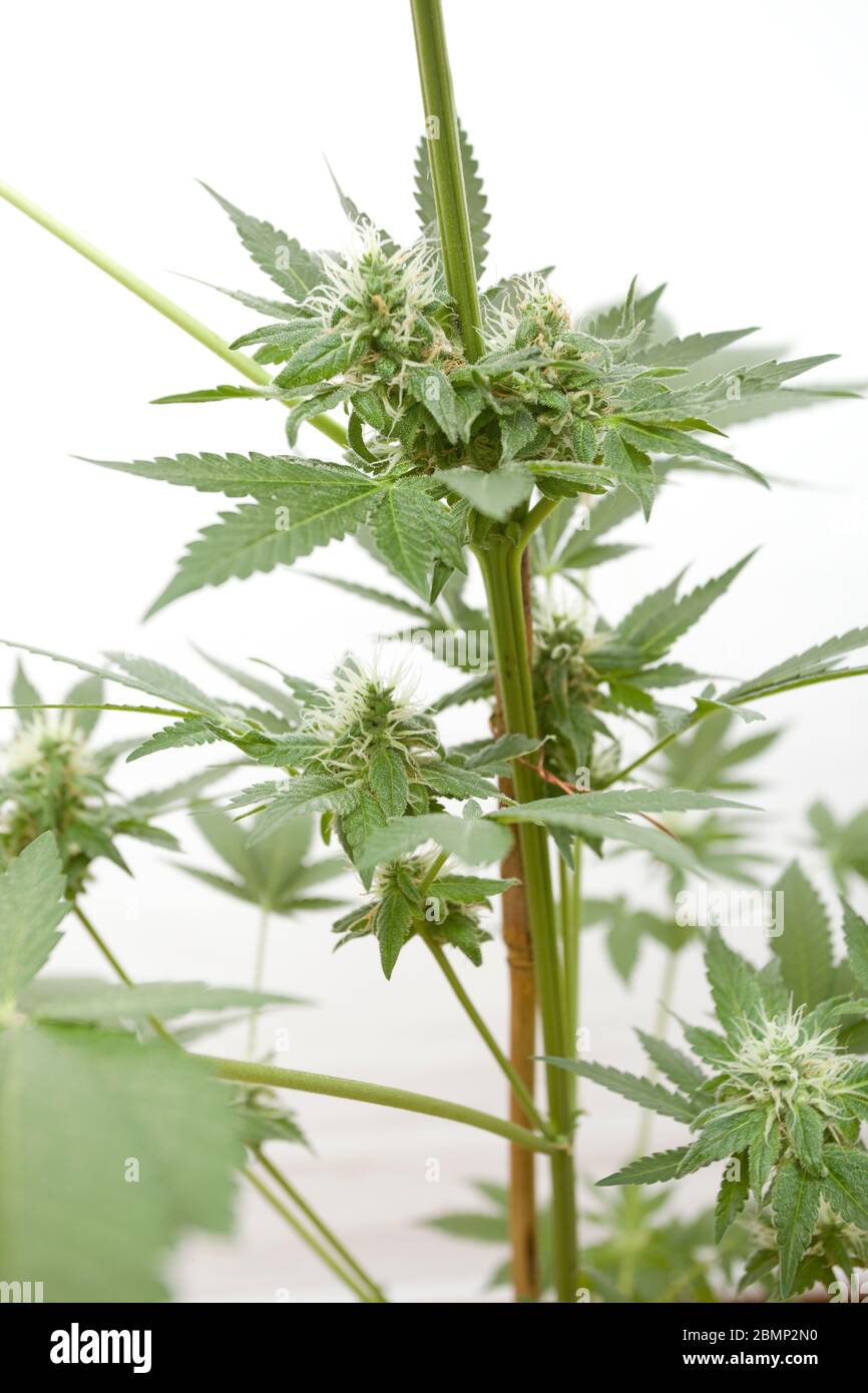 Plante de cannabis en gros plan sur fond blanc isolé Banque D'Images