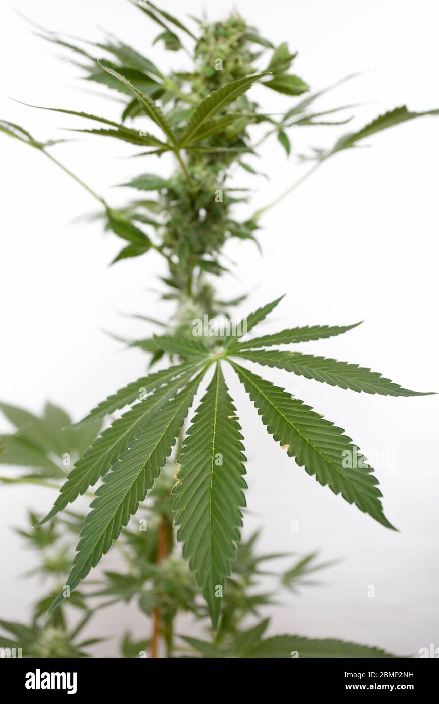 Plante de cannabis en gros plan sur fond blanc isolé Banque D'Images
