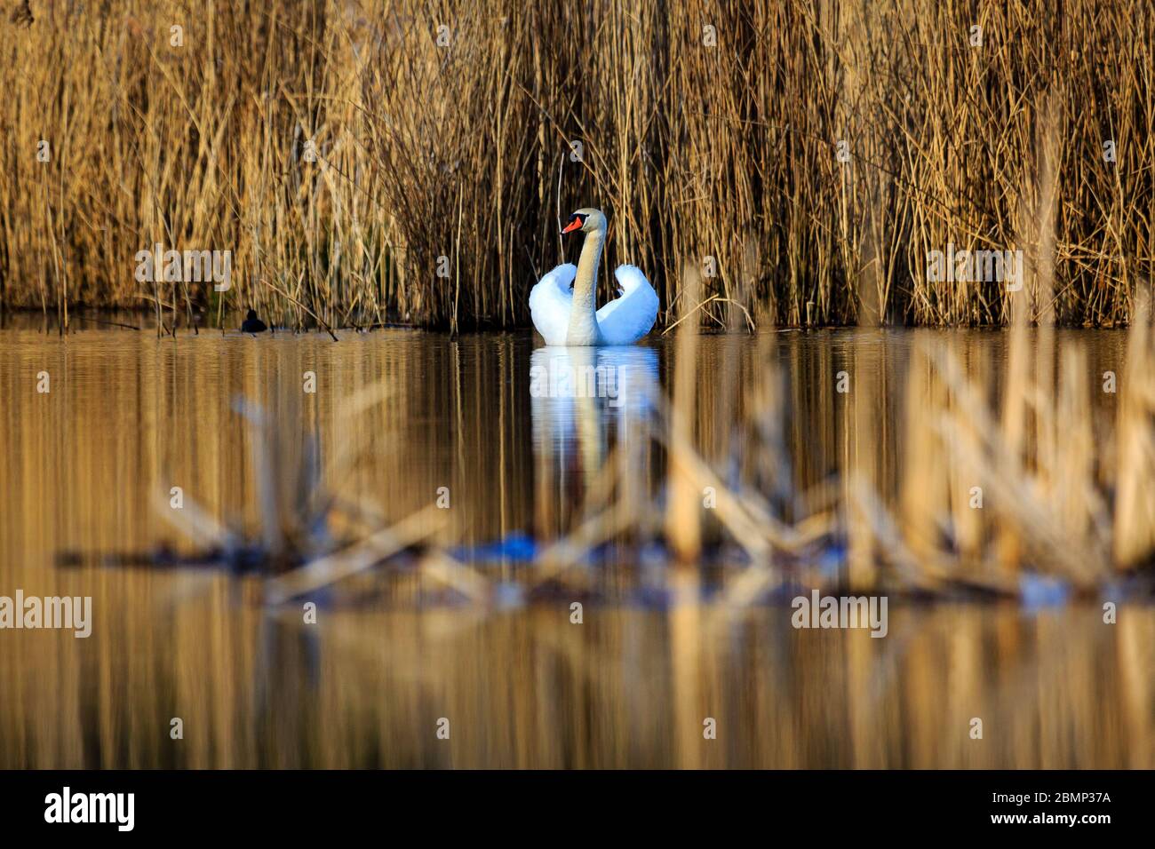 Cygne unique au lever du soleil, eau dorée aux lacs du ciel Plothen Allemagne Banque D'Images