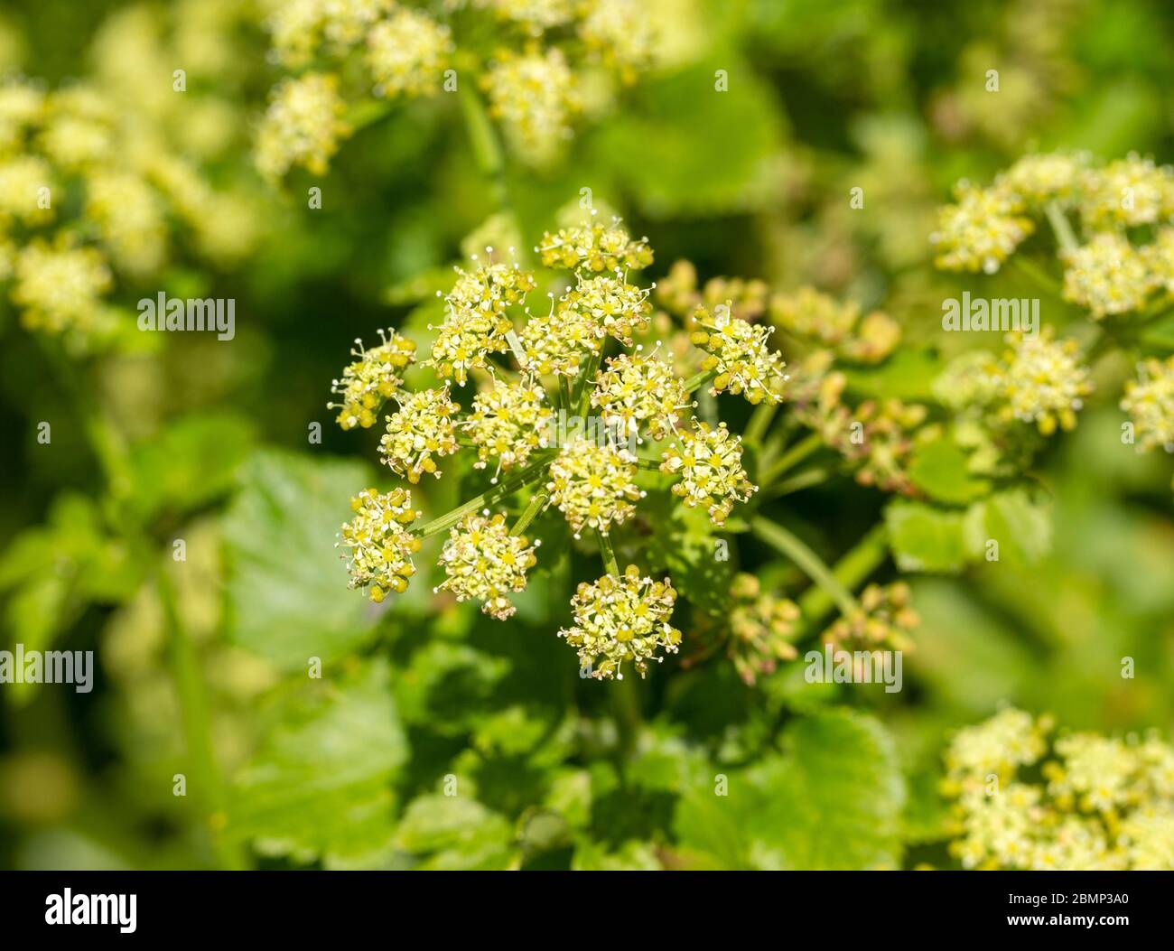 Macro gros plan des fleurs de l'usine d'Alexanders, Smyrnium olusatrum, Royaume-Uni Banque D'Images