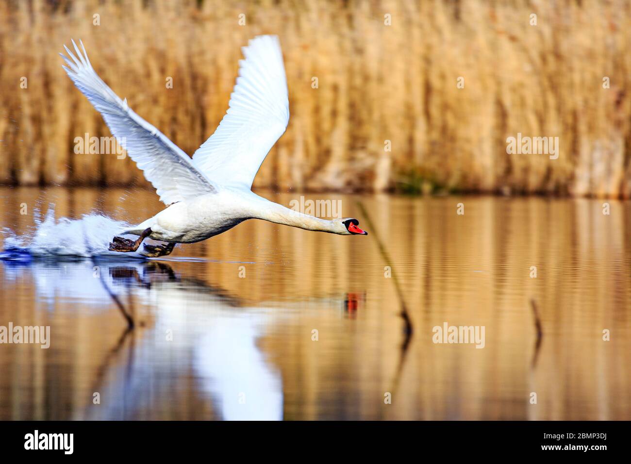 Cygne unique au lever du soleil, eau dorée aux lacs du ciel Plothen Allemagne Banque D'Images