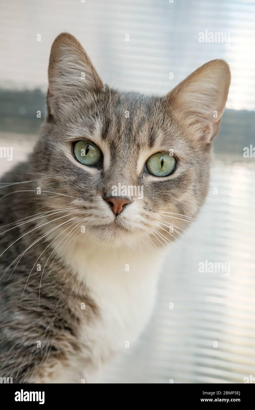 Portrait d'un chat surpris avec de beaux yeux verts. Banque D'Images