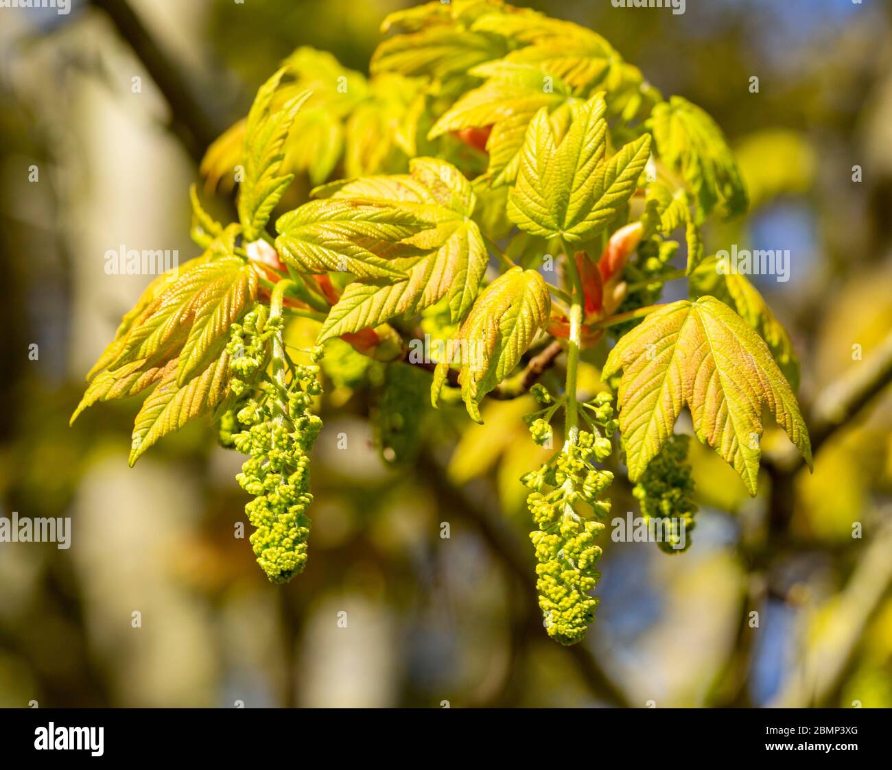 Macro gros plan Sycamore arbre fleurs et feuilles au printemps, Acer pseudoplatanus, Royaume-Uni Banque D'Images