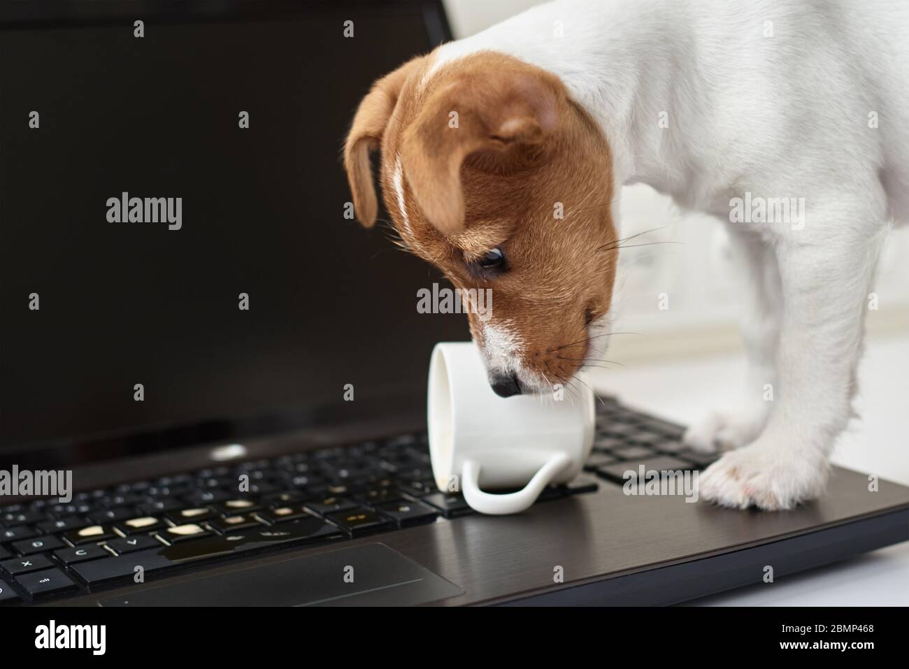Café renversé par un chien sur le clavier de l'ordinateur portable. Dommages matériels de l'animal de compagnie Banque D'Images Café renversé par un chien sur le clavier de l'ordinateur portable. Dommages matériels de l'animal de compagnie Banque D'Images