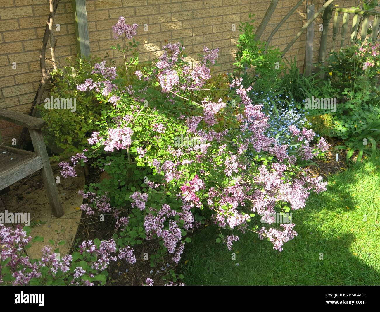 Le Bush lilas, ou syringa vulgaris, est un arbuste décidus populaire dans les jardins anglais pour son parfum et sa profusion de fleurs roses et pourpres. Banque D'Images