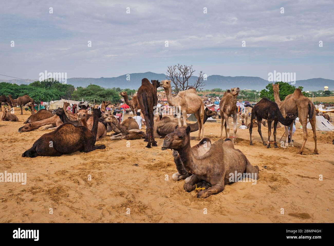 Chameaux à Pushkar Mela Pushkar Camel Fair , Inde Banque D'Images