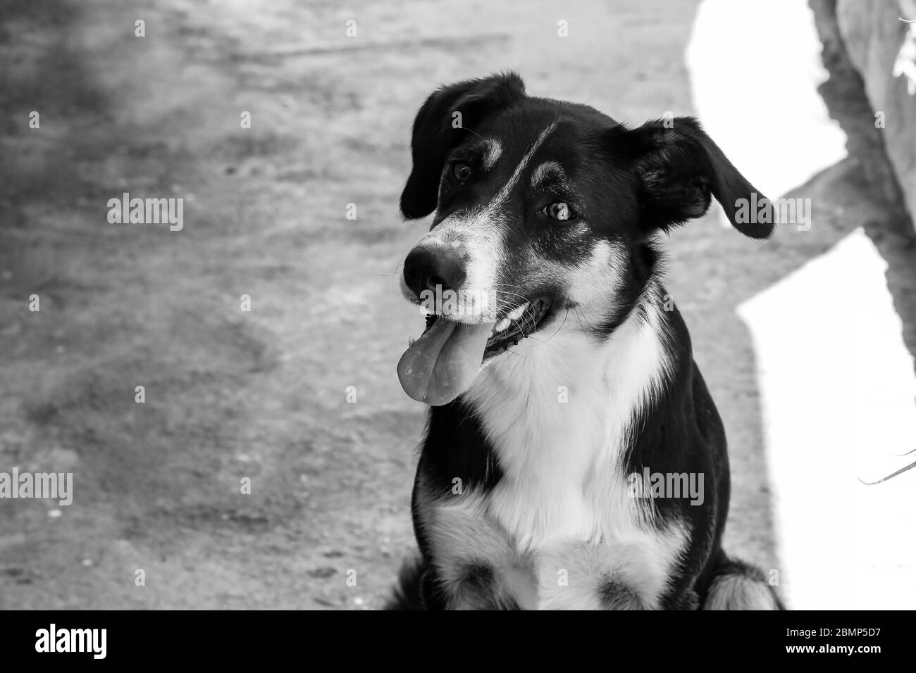 Le chien a l'air amical avec le propriétaire Banque D'Images