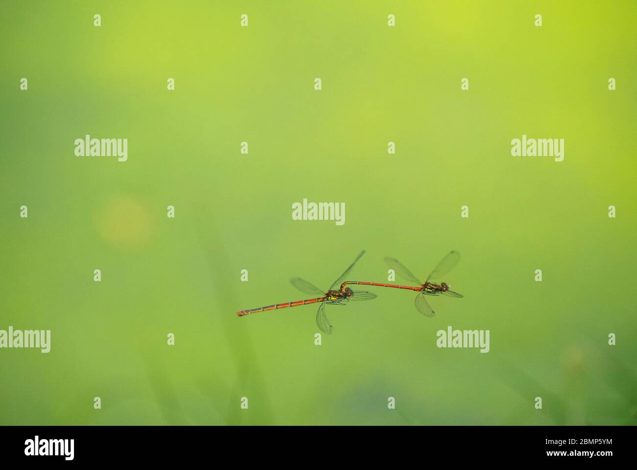 Pyrrrhome Nymphula (grand damselfly rouge) se confond dans l'air Banque D'Images