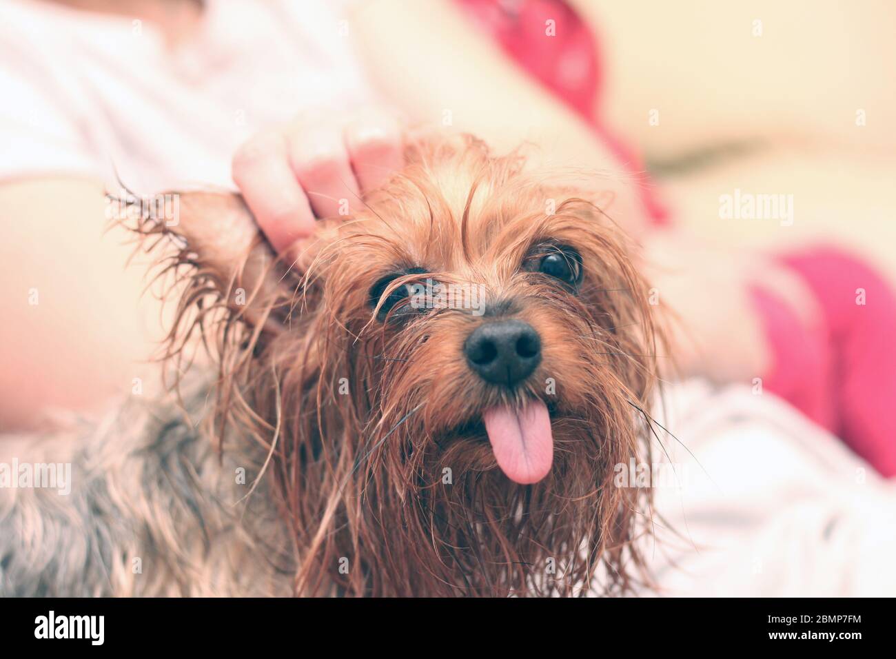 Un terrier humide du Yorkshire avec sa langue pendante est assis à côté du propriétaire. Une main humaine suit un petit chien après le bain. Banque D'Images