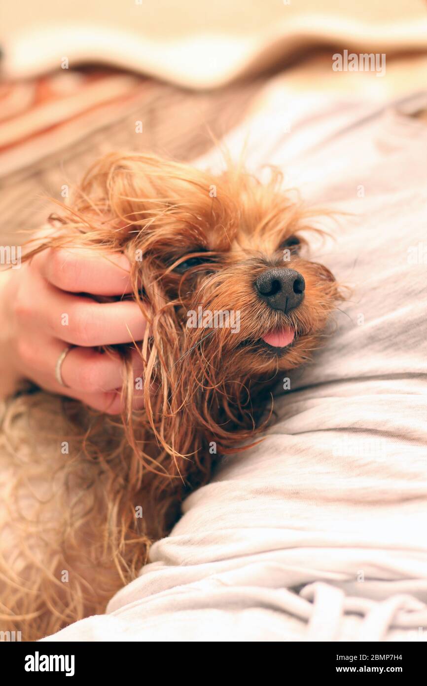 Un terrier humide du Yorkshire avec sa langue pendante est assis à côté du propriétaire. Une main humaine suit un petit chien après le bain. Banque D'Images
