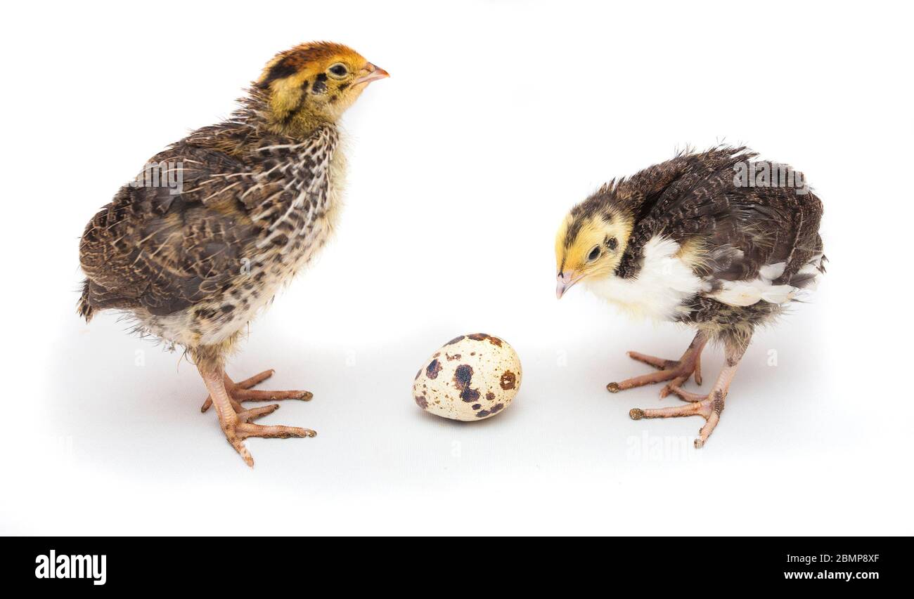 oiseaux de caille et œuf isolés sur fond blanc Banque D'Images