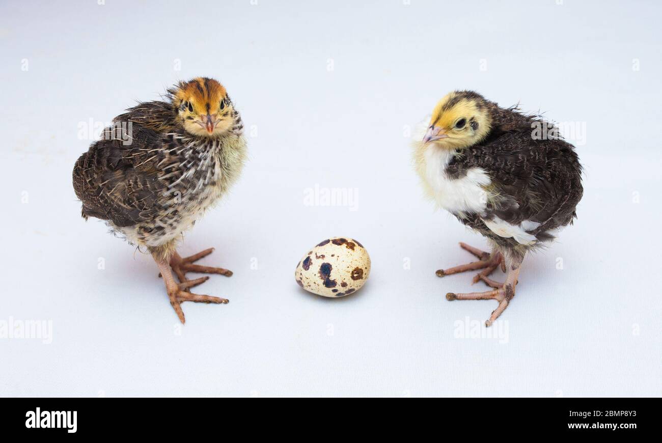 oiseaux de caille et œuf isolés sur fond blanc Banque D'Images